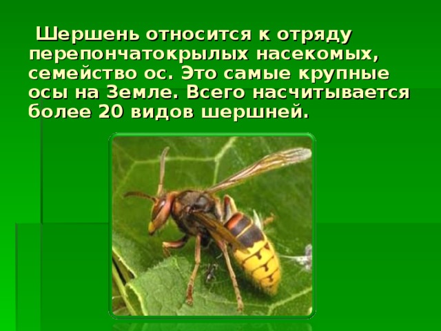  Шершень относится к отряду перепончатокрылых насекомых, семейство ос. Это самые крупные осы на Земле. Всего насчитывается более 20 видов шершней. 