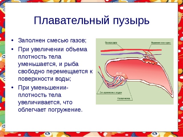 Плавательный пузырь Заполнен смесью газов; При увеличении объема плотность тела уменьшается, и рыба свободно перемещается к поверхности воды; При уменьшении- плотность тела увеличивается, что облегчает погружение. 