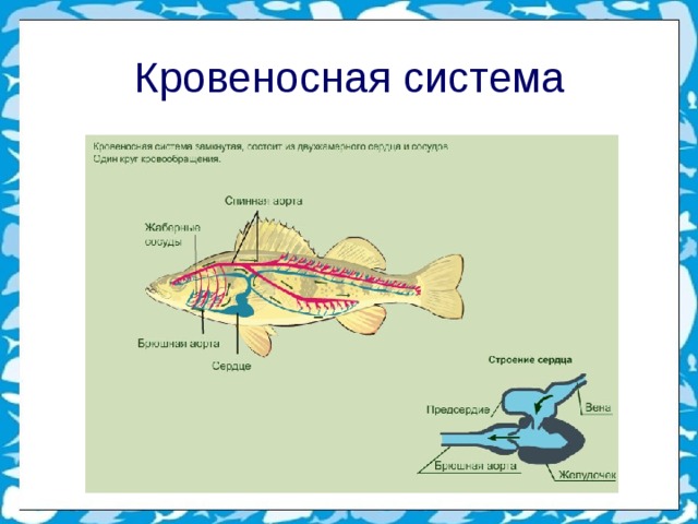 Надкласс рыбы 7 класс биология презентация