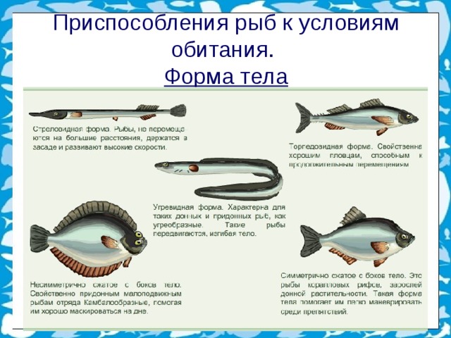 Щука приспособление к среде. Приспособления рыб. Приспособление рыб к условиям обитания. Приспособление рыб к среде. Приспособления рыб к условиям обитания значение рыб.