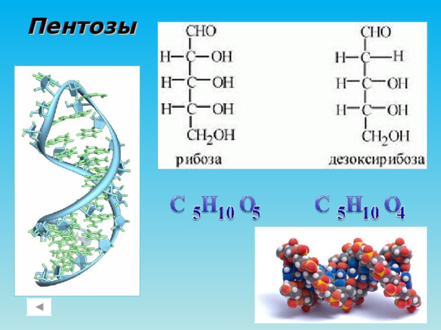 Пентозы 