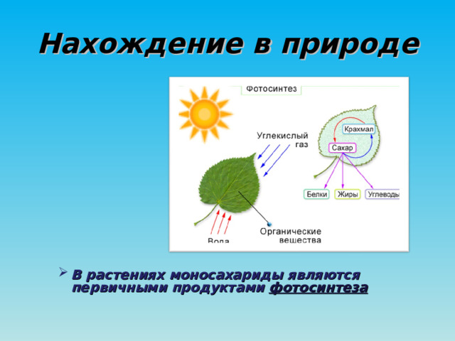 Нахождение в природе В растениях моносахариды являются первичными продуктами фотосинтеза   