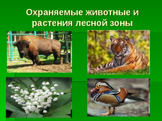 Какие охраняемые животные