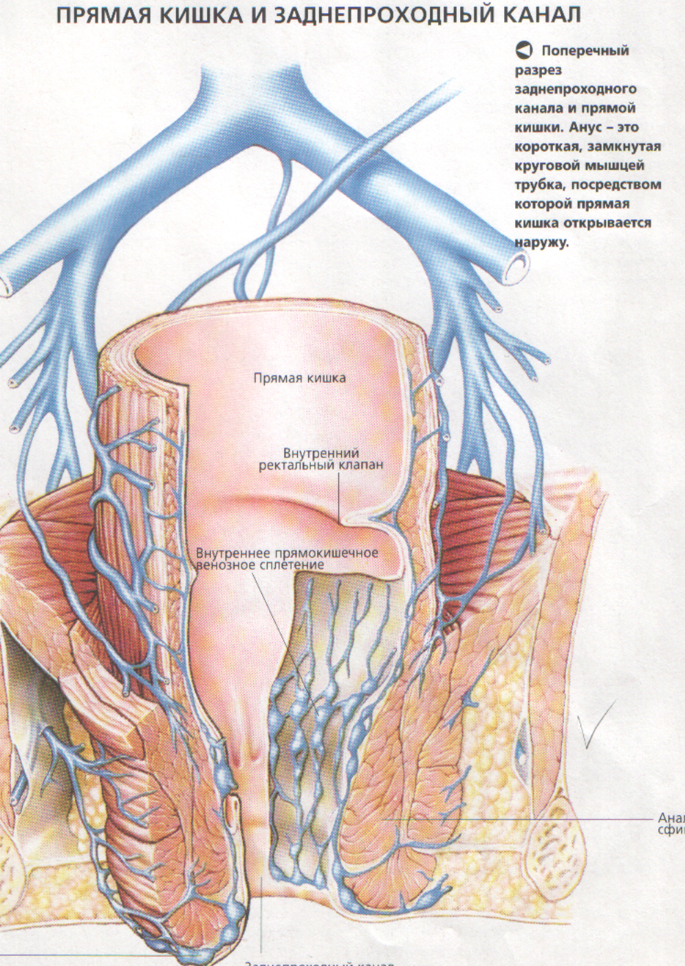вены в прямой кишке