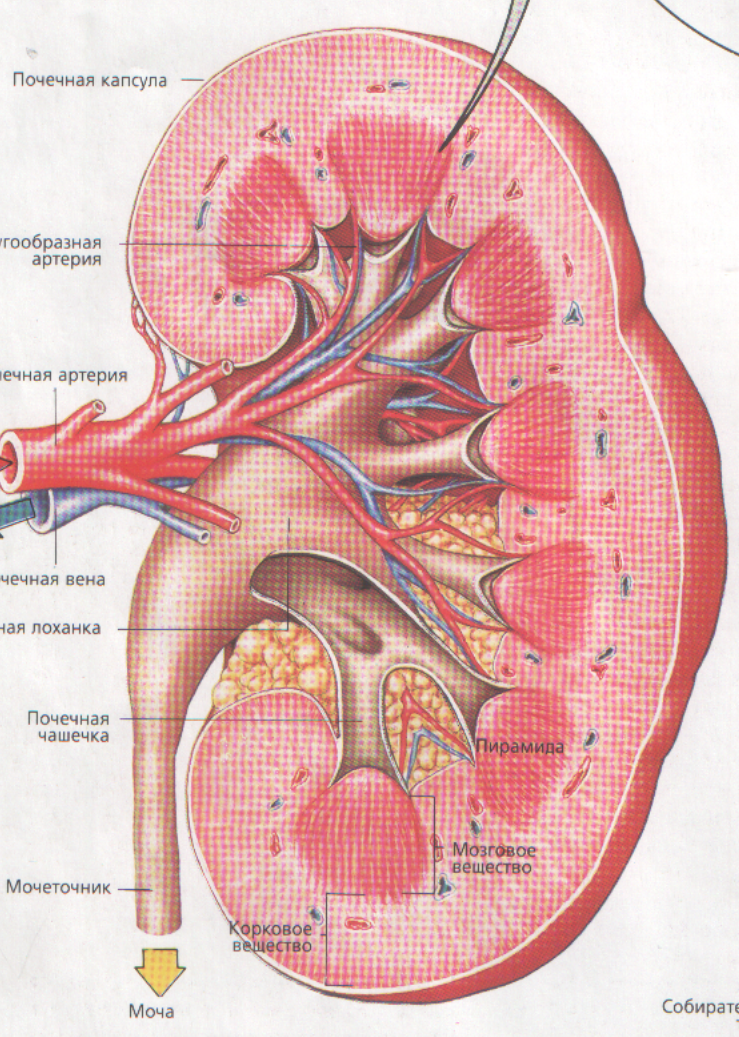 Почечная артерия. Почечная Вена и почечная артерия. Почечная лоханка и почечная капсула. Почечная капсула артерия. Почечные артерии анатомия.