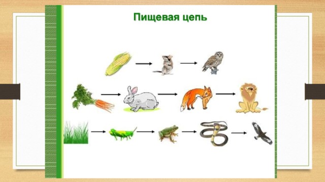 Природное сообщество составить 2 цепи питания