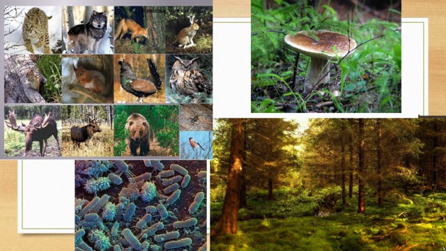 Природное сообщество лес животные. Природное сообщество леса. Животные сообщества леса. Природные сообщества лес и его обитатели.