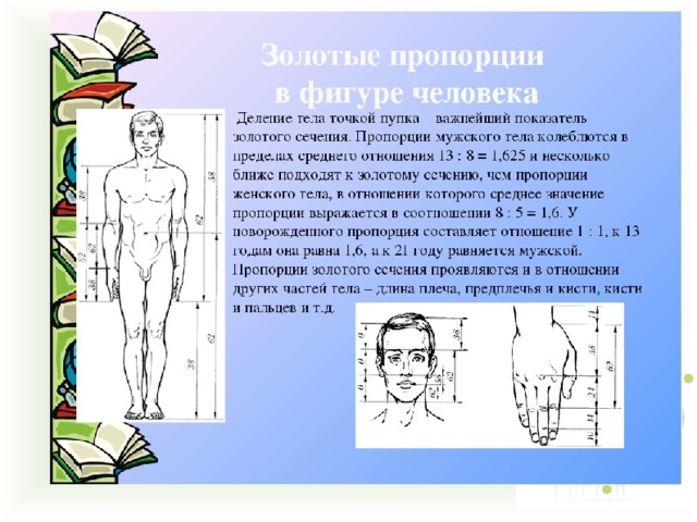 Золотое сечение в теле человека проект по математике