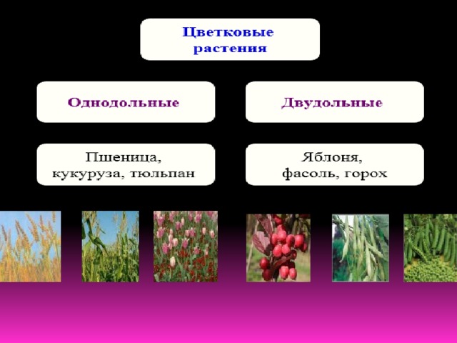 Малина двудольное или однодольное растение. К однодольным растениям относятся пшеница. Пшеница однодольное или двудольное. Голосеменные растения Однодольные или двудольные. Какие семейства относятся к однодольным растениям.