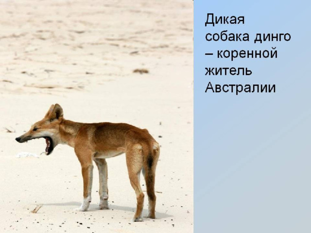 Презентация "Дикая собака Динго"