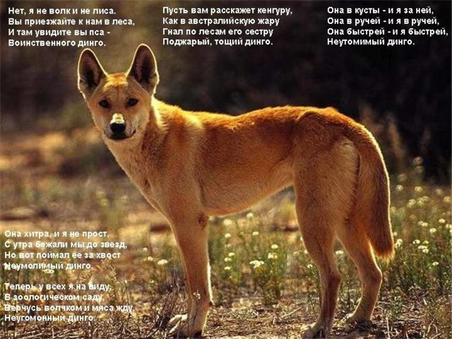 Презентация "Дикая собака Динго"