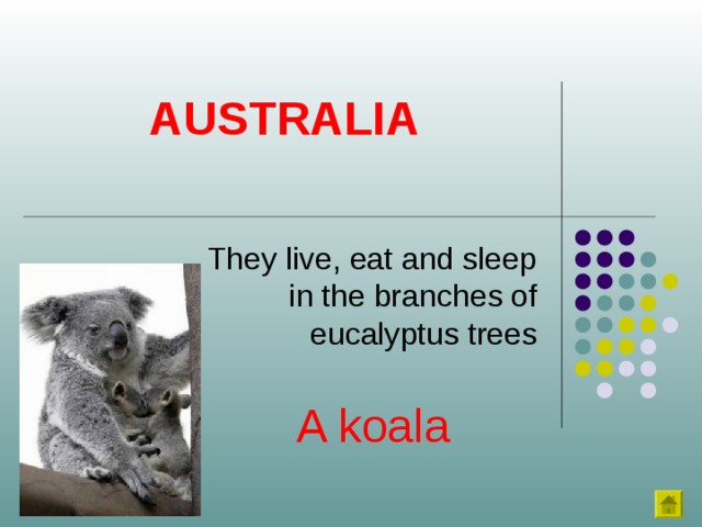 AUSTRALIA They live, eat and sleep in the branches of eucalyptus trees A koala 