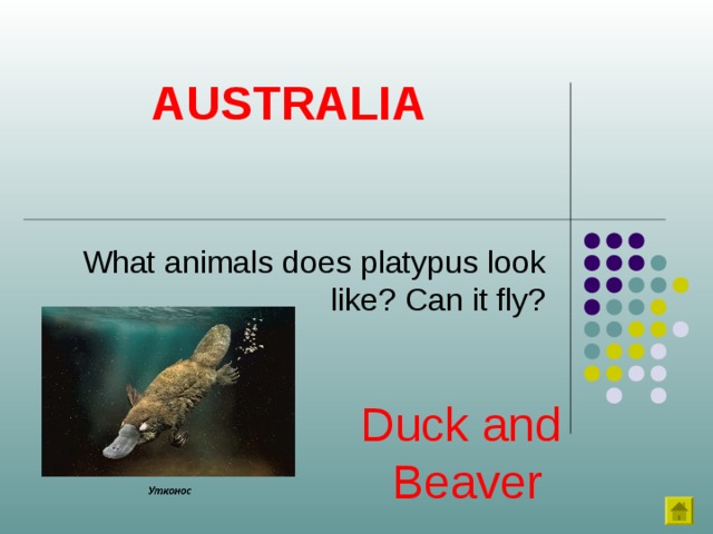 AUSTRALIA What animals does platypus look like? Can it fly? Duck and Beaver 