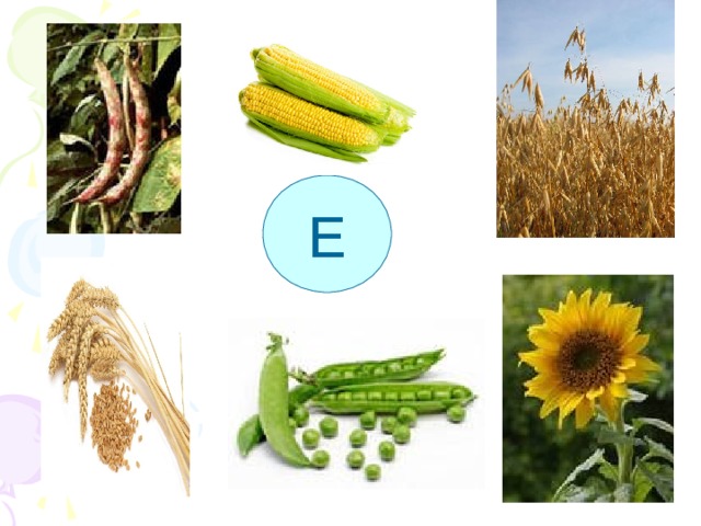 Е Витамин Е содержится в растительных маслах, злаках , овощах. При его недостатке возникают нарушения обмена веществ  