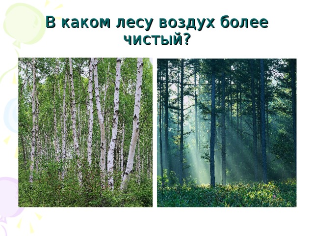 В каком лесу воздух более чистый? 