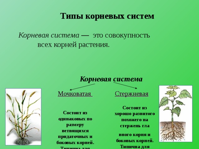 Корневая система   Типы корневых систем Корневая система — это совокупность всех корней растения.  Мочковатая  Состоит из одинаковых по размеру ветвящихся придаточных и боковых корней. Типична для однодольных растений    Стержневая     Состоит из хорошо развитого похожего на стержень гла вного корня и боковых корней. Типична для двудольных растений   