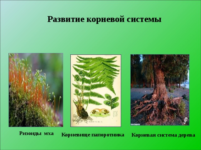 Развитие корневой системы Ризоиды мха  Корневище папоротника  Корневая система дерева   
