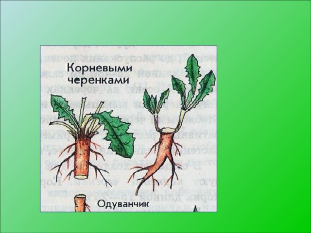 Функции корня:  Орган вегетативного размножения  