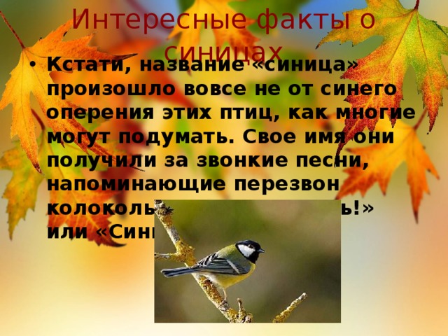 Интересные факты о синицах Кстати, название «синица» произошло вовсе не от синего оперения этих птиц, как многие могут подумать. Свое имя они получили за звонкие песни, напоминающие перезвон колокольчика: «Зинь-зинь!» или «Синь-синь!». 