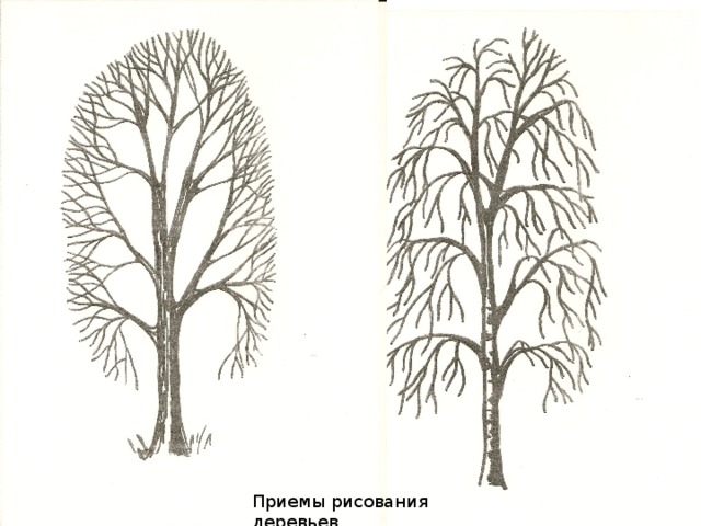 Приемы рисования деревьев Приемы рисования деревьев  