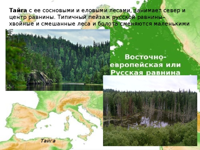 Тайга с ее сосновыми и еловыми лесами, занимает север и центр равнины. Типичный пейзаж русской равнины– хвойные и смешанные леса и болота сменяются маленькими речками и озерками. Тайга 