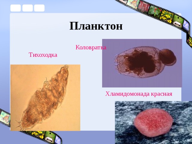 Планктон Коловратка Тихоходка Хламидомонада красная 