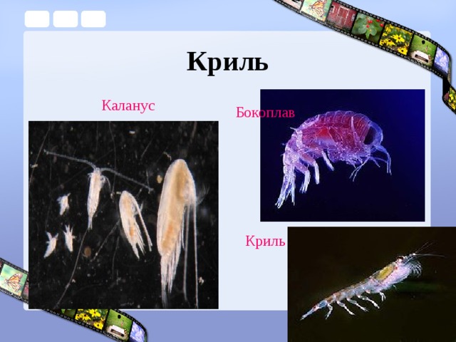 Криль Каланус Бокоплав Криль  