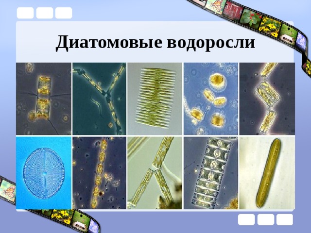 Диатомовые водоросли 