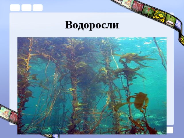 Водоросли 