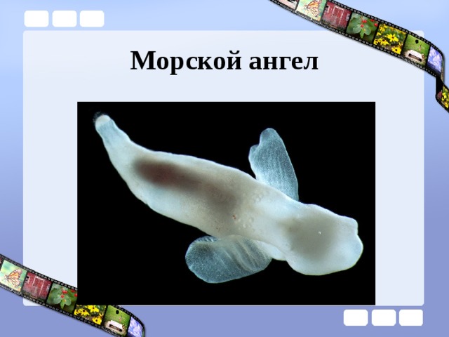 Морской ангел 