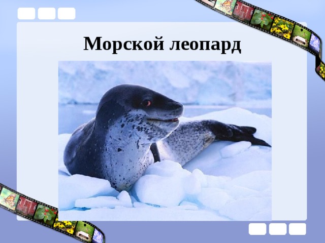 Морской леопард 