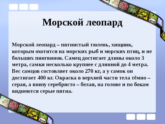 Морской леопард Морской леопард – пятнистый тюлень, хищник, которым охотится на морских рыб и морских птиц, и не больших пингвинов. Самец достигает длины около 3 метра, самки несколько крупнее с длинной до 4 метра. Вес самцов состовляет около 270 кг, а у самок он достигает 400 кг. Окраска в верхней части тела тёмно – серая, а внизу серебристо – белая, на голове и по бокам виднеются серые пятна. 