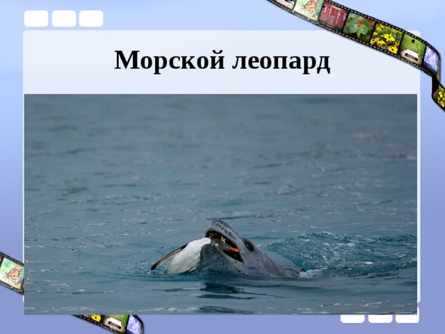 Морской леопард 