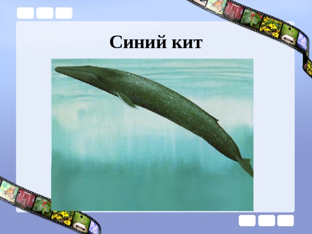 Синий кит 