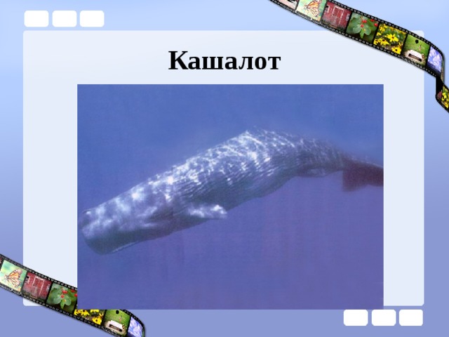 Кашалот 