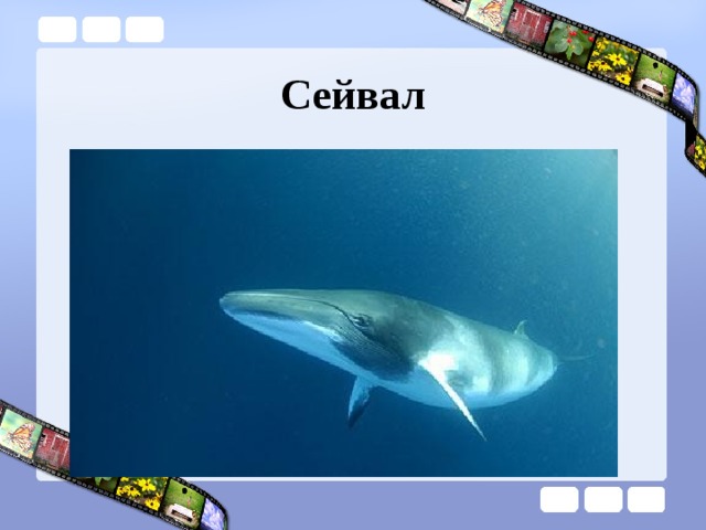Сейвал 