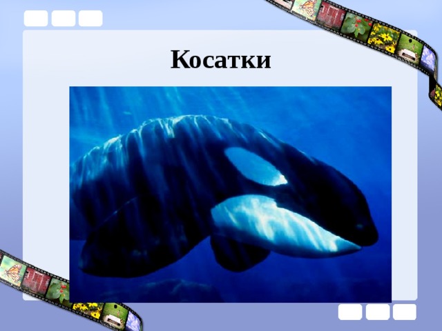 Косатки 