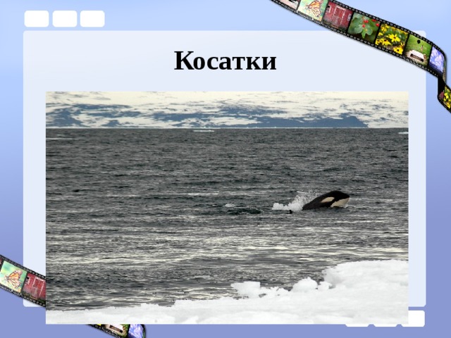 Косатки 