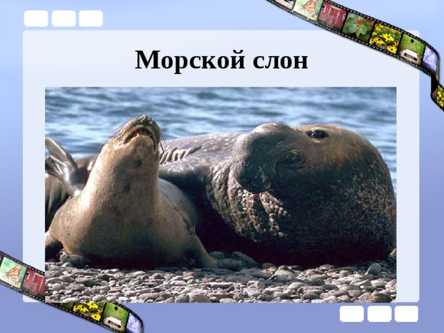 Морской слон 