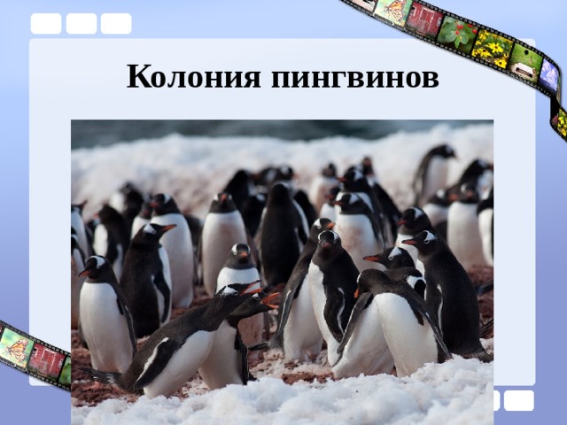 Колония пингвинов 