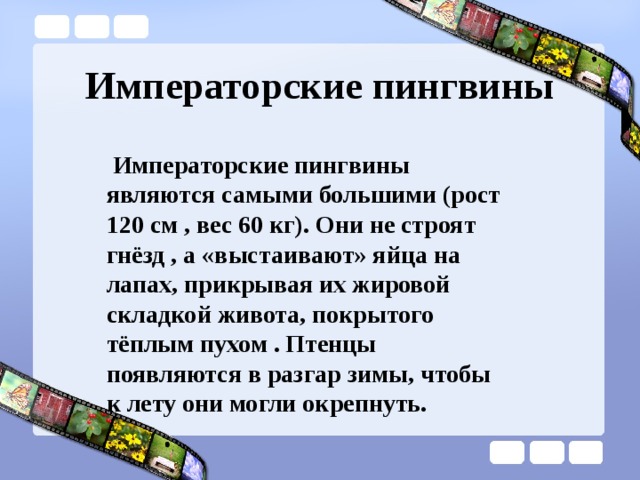 Императорские пингвины  Императорские пингвины являются самыми большими (рост 120 см , вес 60 кг). Они не строят гнёзд , а «выстаивают» яйца на лапах, прикрывая их жировой складкой живота, покрытого тёплым пухом . Птенцы появляются в разгар зимы, чтобы к лету они могли окрепнуть. 