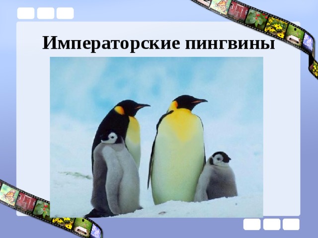 Императорские пингвины 