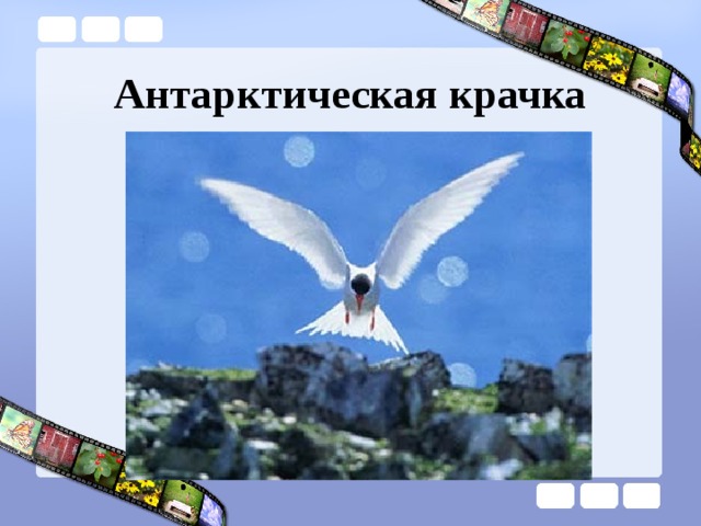 Антарктическая крачка 