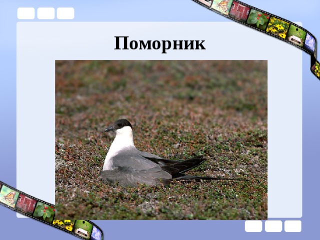 Поморник 