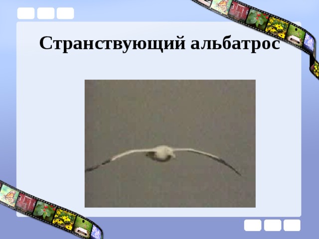 Странствующий альбатрос 