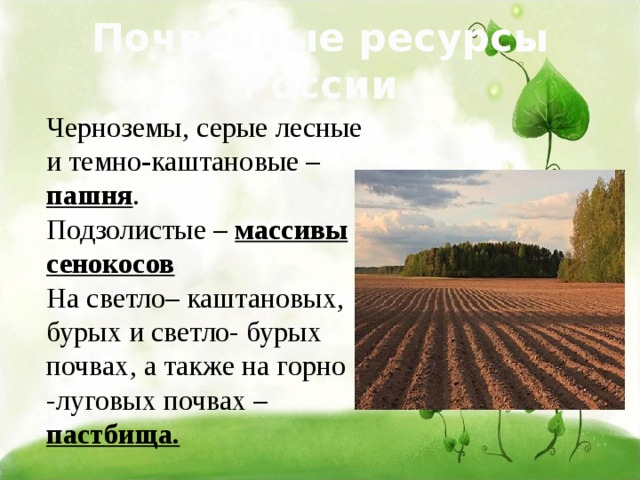 Почвенные ресурсы России Черноземы, серые лесные и темно - каштановые – пашня . Подзолистые – массивы сенокосов На светло– каштановых, бурых и светло- бурых почвах, а также на горно -луговых почвах – пастбища. 