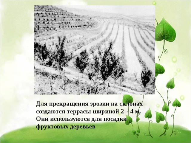 Для прекращения эрозии на склонах создаются террасы шириной 2—4 м. Они используются для посадки фруктовых деревьев 