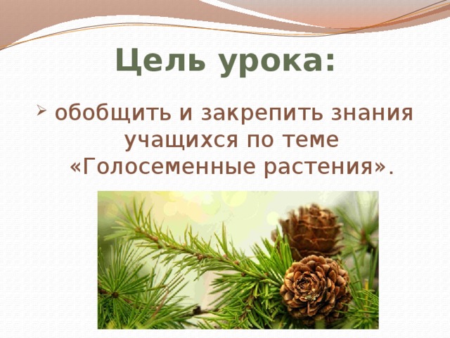 при сравнении хвои сосны и ели можно сделать вывод что их общим признаком является