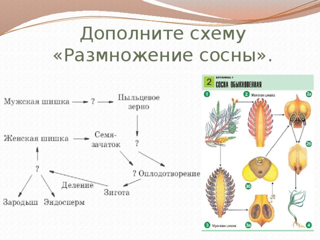 Семенное размножение схема