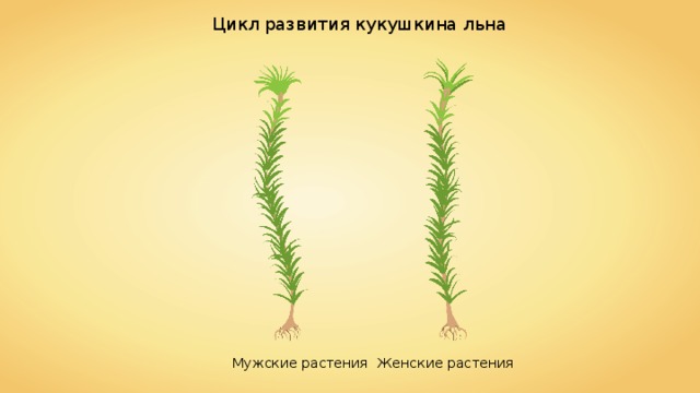 Цикл развития кукушкина льна Мужские растения Женские растения 